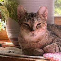 Milwaukee Record Cat Of The Week: Princess — Pewaukee Business news